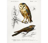 Poster Barn Owl and Nightjar - Vintage Bird Wall Art - 12X16/16X20/18X24/24X36
