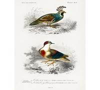 Poster California Quail & Blood-Patch Colomba Wall Art - 12X16/16X20/18X24/24X36