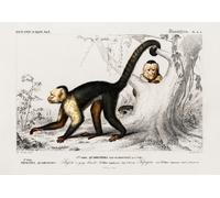 Poster Cappuccino dalla Gola Bianca - Retro Monkey Wall Art -...