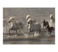 Poster cavalli di Camargue nello stagno di Ginès, vicino alle Saintes-Maries del Mare