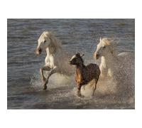 Poster cavalli di Camargue, puledro e i suoi genitori nello stagno di Ginès, vicino alle Saintes-Maries del Mare