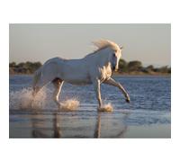 Poster cavallo di Camargue, al galoppo in uno stagno vicino alle Saintes-Maries del Mare