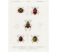 Poster colorato cinque coleotteri - arte da parete vintage con insetti -...