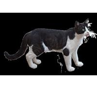 Poster con gatto nero e bianco europeo, motivo: gatto di città, Felix