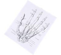 Poster con mappa anatomica della mano umana, 40 x 50 cm, arte da parete per insegnamento di anatomia umana, per cliniche mediche e decorazioni per la casa, scheletro educativo e anatomia muscolare