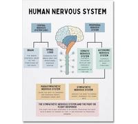 Poster con stampa artistica da parete in metallo con scritta "The Human Nervous System, Fight Or Flight Response, Human Brain Anatomy, Brain Function", per camera dei bambini, 20,3 x 30,5 cm