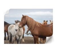 Poster da Parete 29,7x21 cm | Formato A4 | Cavalli nel paesaggio