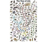 Poster da parete con evoluzione dell'albero della vita, biologia, scienza, grafico, educazione, decorazione artistica da parete, poster in metallo, 20,3 x 30,5 cm