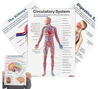 Poster del sistema muscolare, poster del sistema nervoso, grafico anatomico completo educativo per esposizione a parete scolastica e formazione ospedaliera, comodo e bello