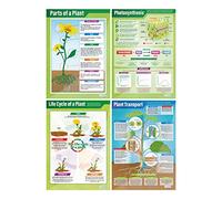 Poster delle piante - Set di 4 | Poster scientifici | Carta lucida misura 850 mm x 594 mm (A1) | Schede scientifiche per l'aula | Tabelle didattiche di Daydream Education