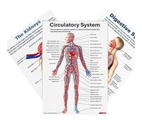 Poster Di Anatomia, 16 Fogli Di Muscoli Anatomici, Quadri Anatomici Educativi per Studio e Insegnamento in Studenti di Medicina e Insegnanti