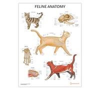 Poster di anatomia felina, 45 x 60 cm, anatomia del gatto, clinica veterinaria, sistema scheletrico e muscolare, illustrazioni veterinarie