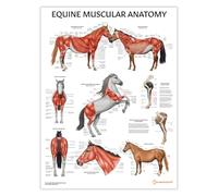 Poster di anatomia muscolare equina, 45 x 60 cm, 45 x 60 cm, illustrazione del sistema muscolare del cavallo, diagramma veterinario, grande muscoloso degli animali