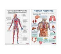 Poster di anatomia per pareti, 16 poster scheletrici, grafici anatomici scientifici educativi per scuola di laboratorio universitario