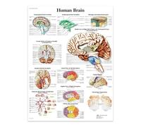 Poster E Stampe Su Tela Raffiguranti Il Cervello Umano, La Struttura Del Corpo, Lo Scheletro, L'Arte Murale, Il Sistema Nervoso, L'Anatomia, L'Educazione Medica 30X40Cm Senza Telaio