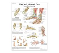 Poster E Stampe Su Tela Raffiguranti Il Piede E Le Articolazioni Del Piede, La Struttura Del Corpo, Lo Scheletro, L'Arte Murale, Il Sistema Nervoso, L'Anatomia, L'Educazione Medica. 21X30Cm Senza Tela