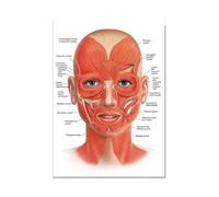 Poster E Stampe Su Tela Raffiguranti Il Viso, La Struttura Del Corpo, Lo Scheletro, L'Arte Murale, Il Sistema Nervoso, L'Anatomia, L'Educazione Medica 21X30Cm Senza Telaio