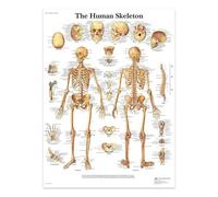 Poster E Stampe Su Tela Raffiguranti Lo Scheletro Umano, La Struttura Del Corpo, Lo Scheletro, L'Arte Murale, Il Sistema Nervoso, L'Anatomia, L'Educazione Medica 40X50Cm Senza Telaio