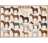 Poster educativo con cavalli e cavalli, con stampa, maxi poster in inglese, dimensioni 91,5 x 61 cm + 2 listelli in alluminio 93,5 cm