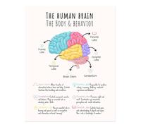 Poster educativo sull'anatomia e il comportamento del cervello umano