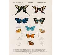 Poster Farfalla Esotica - Vintage Insetto Chart Wall Art...