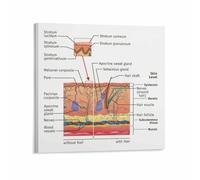 Poster Human Skin Anatomy Detailed Structure Chart Dermatology Educational Wall-Art for Doctors Office Clinic Living Room Home Decor(Unframed,12x18inch(30x45cm))
