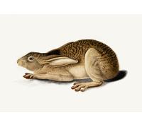 Poster Lepre del deserto - Storia naturale Animale Wall Art -...