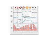 poster Menstrual Cycle & Hormones Chart, Female Reproductive System Biology Poster, Educational Science Wall Art for Classroom, Study Room, Office Decor(Unframed,16x24inch(40x60cm))