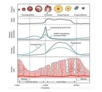 poster Menstrual Cycle Hormones Poster - Female Reproductive System Chart, Educational Wall Art for Biology & Health Class(Framed,12x18inch(30x45cm))