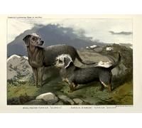 Poster per cani Terrier - Bedlington Dandie Dinmont Wall Art -...