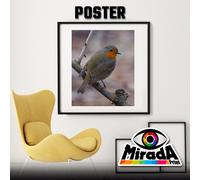 POSTER PETTIROSSO NATURA ZOOM BIRD UCCELLINO CARTA FOTOGRAFICA35x35 50x50 70x70
