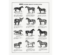 Poster Razze di Cavalli - Vintage Equine Chart Wall Art -...