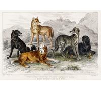 Poster Razze di Lupi e Cani - Arte da Parete Vintage Animali -...