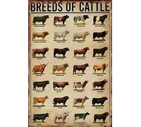 Poster retrò in metallo con grafico della conoscenza delle razze bovine, per scuola, casa, educazione, decorazione da parete, cartello in alluminio, 30,5 x 40,6 cm