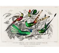 Poster retrò specie di colibrì - Ornitologia Wall Art -...