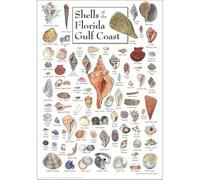 poster Seashell Poster Florida Gulf Coast - Beach House Wall Decor with Shell Identification - Gift for Ocean Lover, Classroom & Bedroom(Framed,12x18inch(30x45cm))