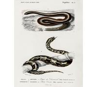 Poster Serpente Vintage - Arte da Parete Storia Naturale -...