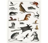 Poster Specie Marsupiali - Arte da parete alianti canguri -...
