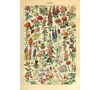 Poster stampa collezioni botaniche floreali fiori da giardino e piante riferimenti di identificazione illustrazione della decorazione della parete della casa 53x80cm