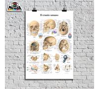 POSTER TAVOLA CRANIO UMANO BENESSERE SCATOLA CRANICA TESCHIO TESTA TOP QUALITY