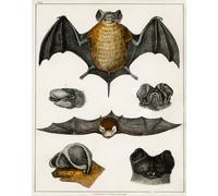 Poster Vintage Bat Anatomy - Chiroptera Wall Art - 12X16/16X20/18X24/24X36