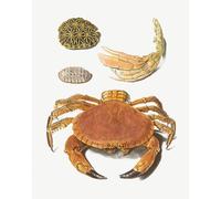 Poster Vintage Crab Anatomy - Marine Shells Wall Art - 12X16/16X20/18X24/24X36