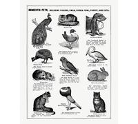Poster Vintage Pet Chart - Guinea Pig Cat Bird Wall Art -...