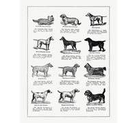 Poster Vintage Terrier Dog Chart - Arte da parete razza cane -...
