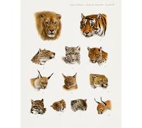 Poster Wild Cats of India - Lion Tiger Leopard Wall Art -...
