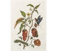 POSTERIIk Dipinti Famosi Arte Dipinto Pittura Astratta Historia General de los Insectos de Surinam por Maria Si per la Decorazione Della Parete 60x90cm