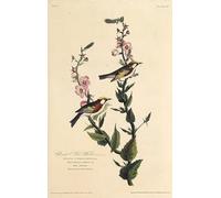 POSTERIIk Dipinti Famosi Arte Dipinto Pittura Astratta la reinita de lados castaños de Birds of por John Jame Audubon per Decorazioni per la Casa 60x90cm