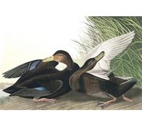POSTERIIk Dipinti Famosi Arte Dipinto Pittura Astratta Pato oscuro Anas Obscura de John Audubon per Decorazioni per la Casa 60x90cm