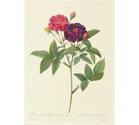 POSTERIIk Dipinti Famosi Arte Dipinto Pittura Astratta Rosa Gallica Purpurea Velutina Parva de Pierre Redouté per la Decorazione Della Parete 60x90cm