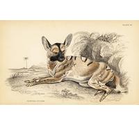 POSTERIIk Dipinti Famosi Pittura Immagine Tela Dipinti d'arte graffiti Perro salvaje africano Pictus en peligro de extinción por William Home Lizars per la Decorazione Della Parete 60x90cm